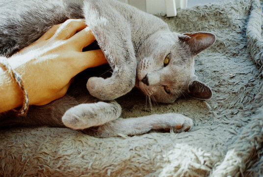 Petting a grey car, shot on film 