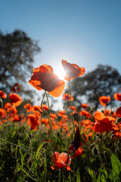 Red Poppy Field, spring bloom