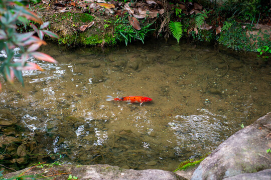 Koi in creek