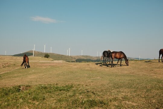 Horses in the mountain