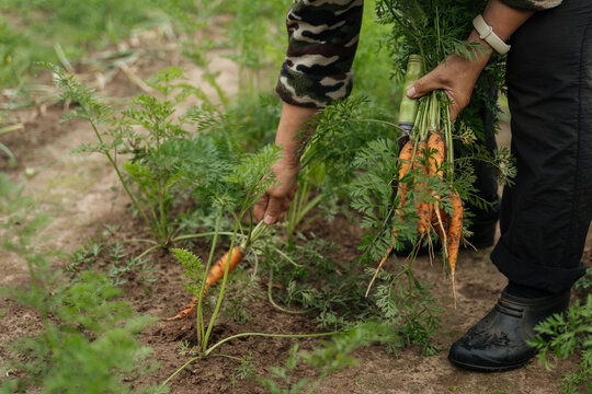 Person harvesting carrots from garden
