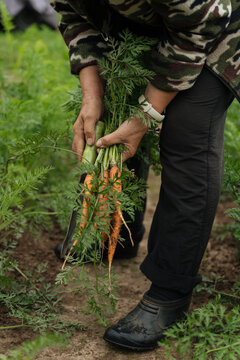 Person harvesting fresh carrots in garden