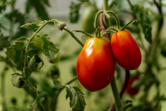 Ripe Roma Tomatoes on the Vine