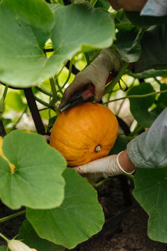 Farmer harvesting pumpkin with pruning shears