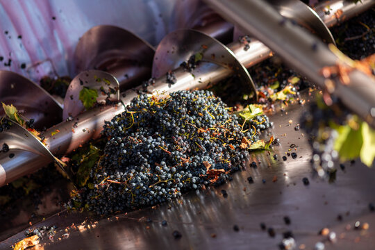 Close up of fresh harvest grapes in an industrial crusher