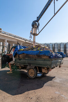 Industrial refractometer probe testing a load of harvested grapes