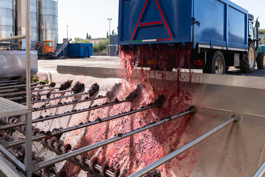 Unloading fresh red grapes from a truck into a winery receiving auger