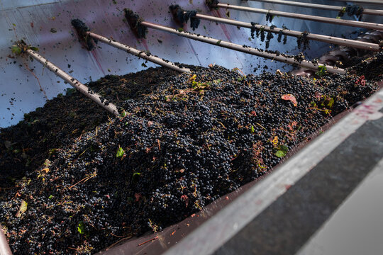 Massive pile of red wine grapes in a winery receiving hopper