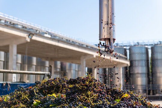 Winery core sampler measuring ripeness levels of a fresh harvest