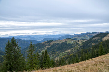 Obraz premium Expansive mountain valley framed by dense evergreen forests and rolling hills under a moody cloudy sky. Carpathian Mountains, Ukraine