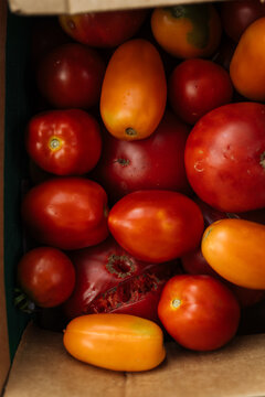 Assorted red and orange tomatoes in a box