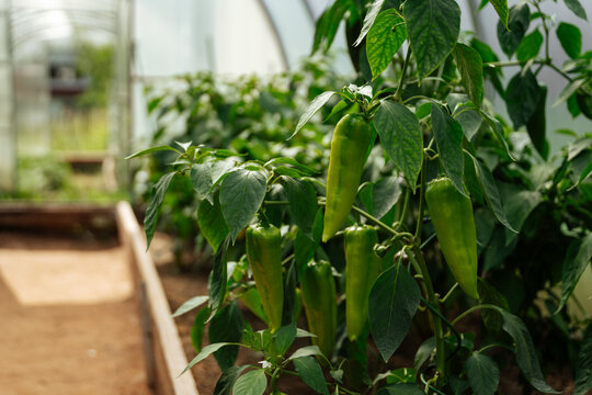 Green Peppers Growing in Greenhouse