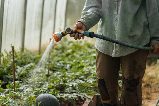 Person watering vegetable plants inside greenhouse