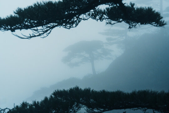 Mist covered scene of Chinese pine trees 