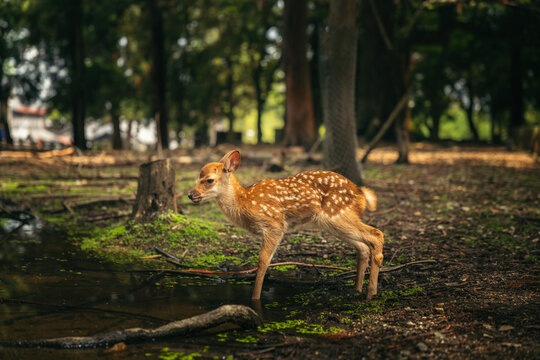 Fawn in Nara park