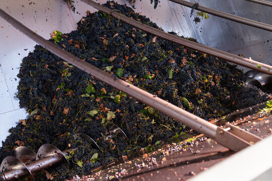 Mechanical winemaking process grapes in a stainless steel auger