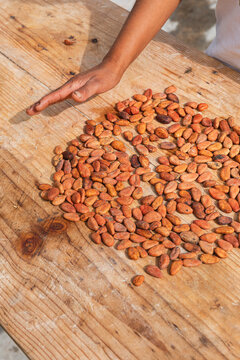 Sorting Cacao Beans on a Table with Wooden Surface