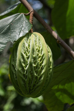 Close-up of Theobroma bicolor pod on tree