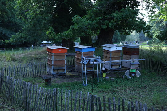 Ruches d'abeilles color&eacute;es align&eacute;es dans un rucher traditionnel