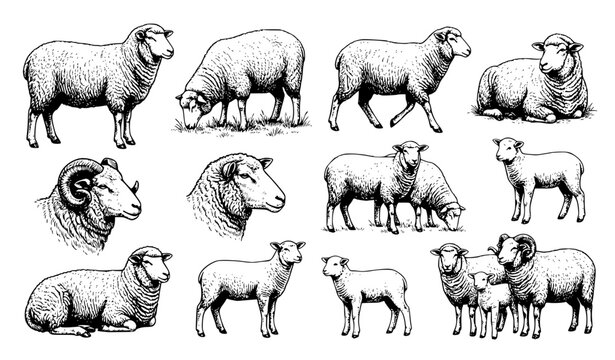 Hand drawn sheep illustration set vintage ink sketch vector