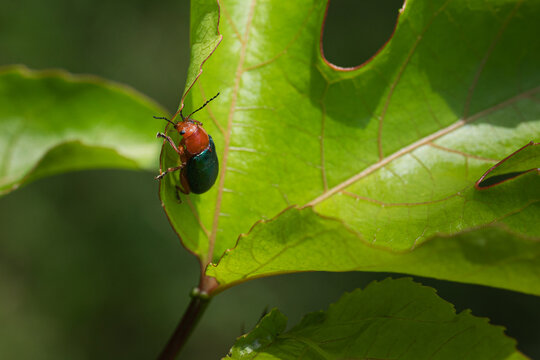 Green Beetle on a Leaf