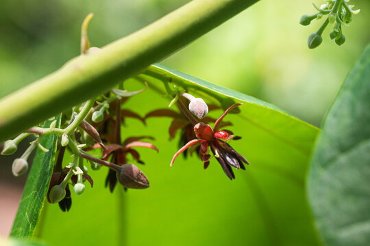Theobroma bicolor flowering on tree branch