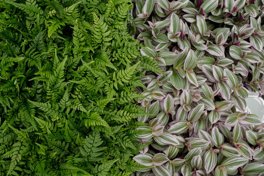 Mixed Foliage Plant Texture