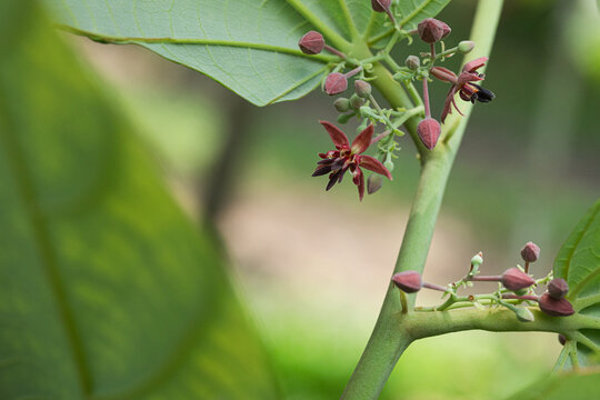 Theobroma bicolor flowers and young fruit on tree