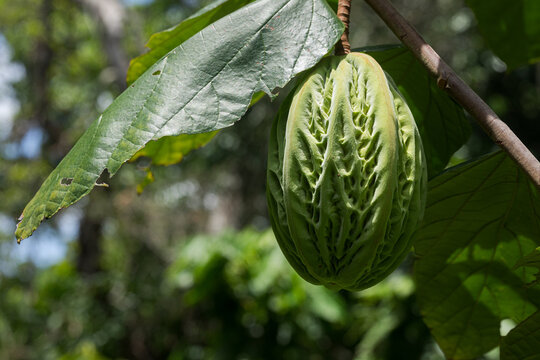 Green Fruit Hanging on Tree Branch with Leaves