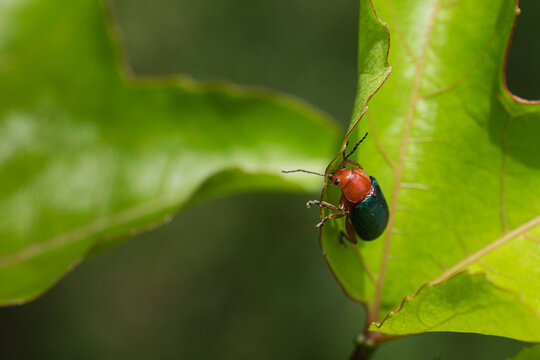 Close-up of a Vibrant Green Beetle