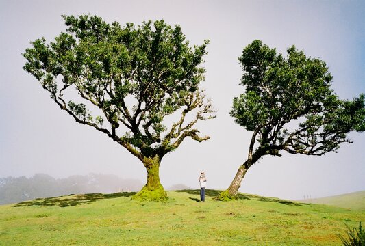 Standing between two old trees
