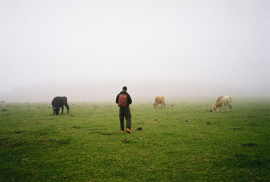 Walking through a foggy field with cows