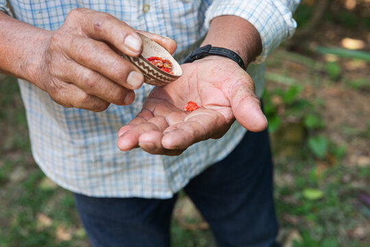 Person Handling chili Seeds with Expert Precision