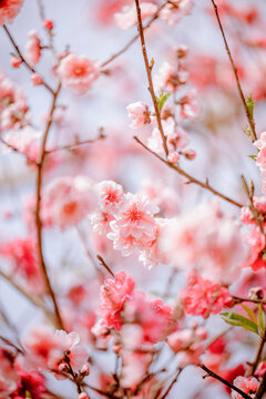 Close-up of Peach Blossoms Blooming in the Countryside in Spring