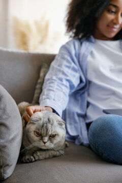 Cropped woman caressing Scottish Fold cat while using laptop on sofa