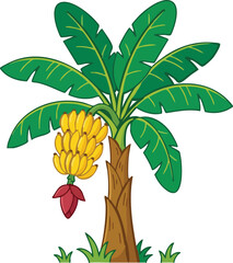 banana tree isolated on white © MD