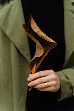 Hand holding a curled dried leaf