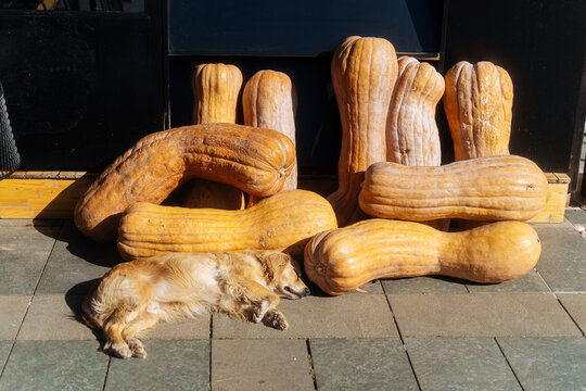 Dog sleeping beside large pumpkins