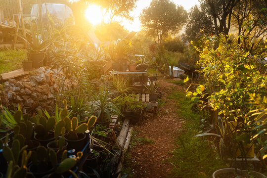 Garden path with potted plants at sunset