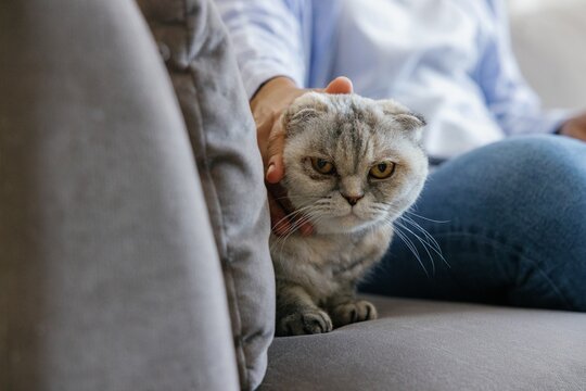 Partial woman caressing her cat while using laptop on sofa at home