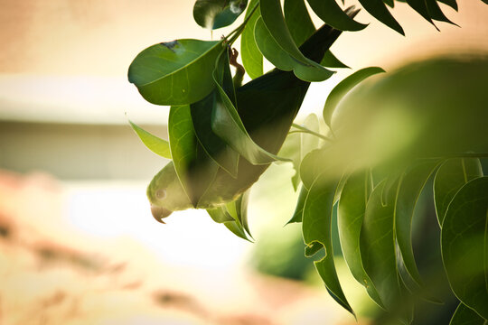 Green parrot hidden among tropical tree leaves with soft natural light
