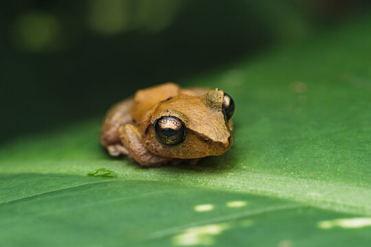 Costa Rican common tink frog camouflaged on a jungle leaf