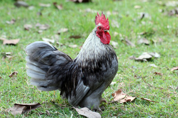 Beautiful silver grey bantam rooster standing on a green grass lawn. © Pusit