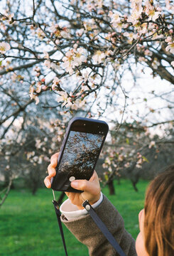 Person Takes Picture of Flowers in a Garden During the Day