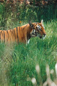 Bengal tiger stalking prey while moving through tall green grass 