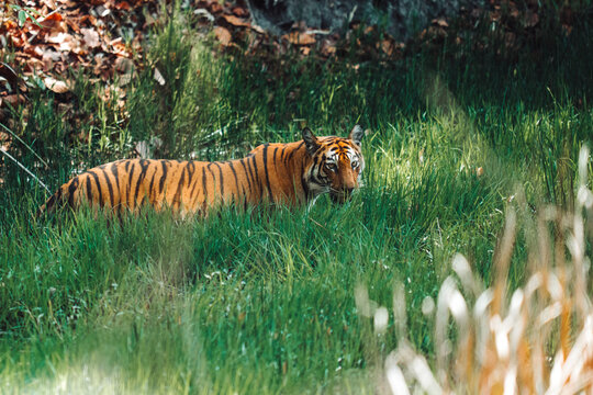 Tiger moving through dense jungle undergrowth and sunlight