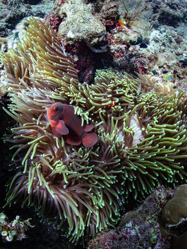 Maroon Clownfish (Premnas biaculeatus) and Juvenile Coexisting in Sea Anemone