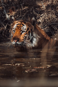 Tiger immersing itself in water, cooling down and watching 