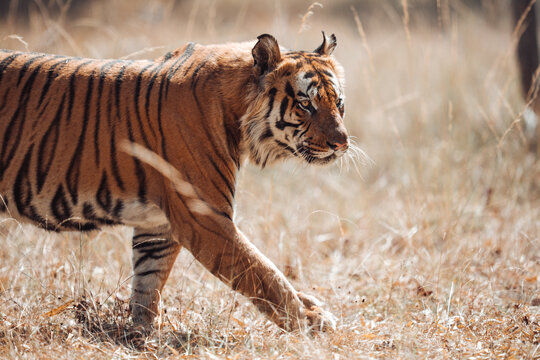Bengal tiger walking through dry grass, stalking prey 