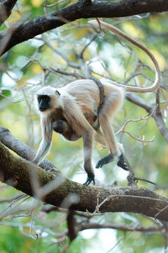 Tender moment of gray langur mother carrying her baby on tree